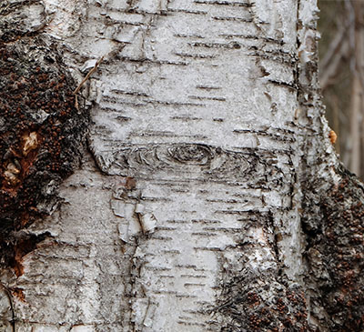 Chaga Mushroom-based Products Market by Application and Geography - Forecast and Analysis 2020-2024